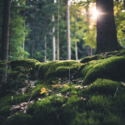 Springfield Community Center